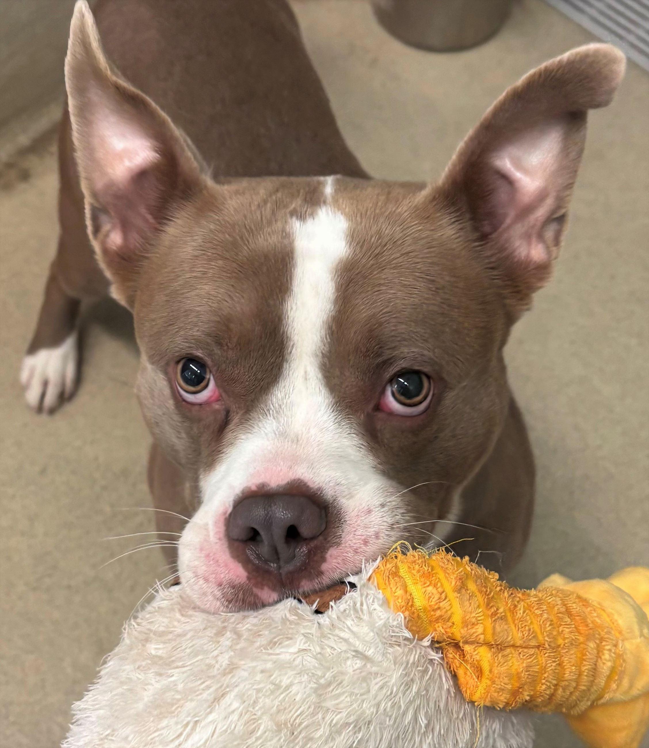 Block, a ADOPTABLE mixed breed in Iowa City, IA image 3/3