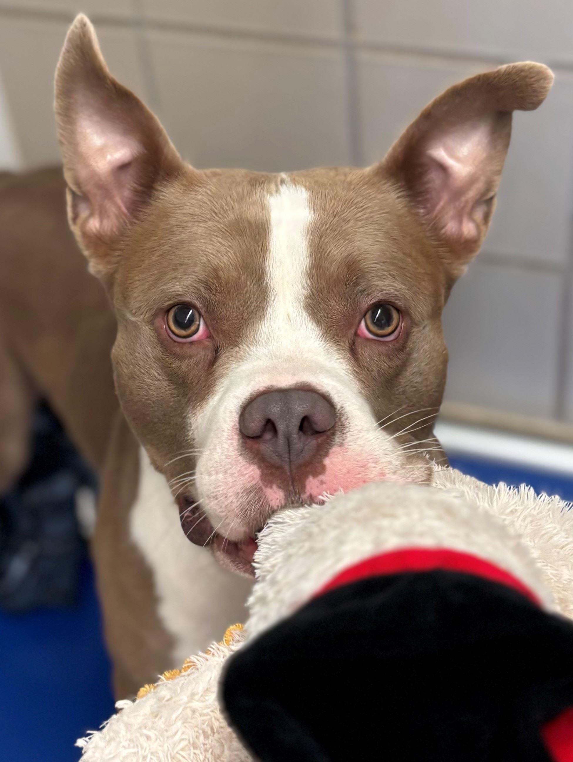 Block, a ADOPTABLE mixed breed in Iowa City, IA image 1/3