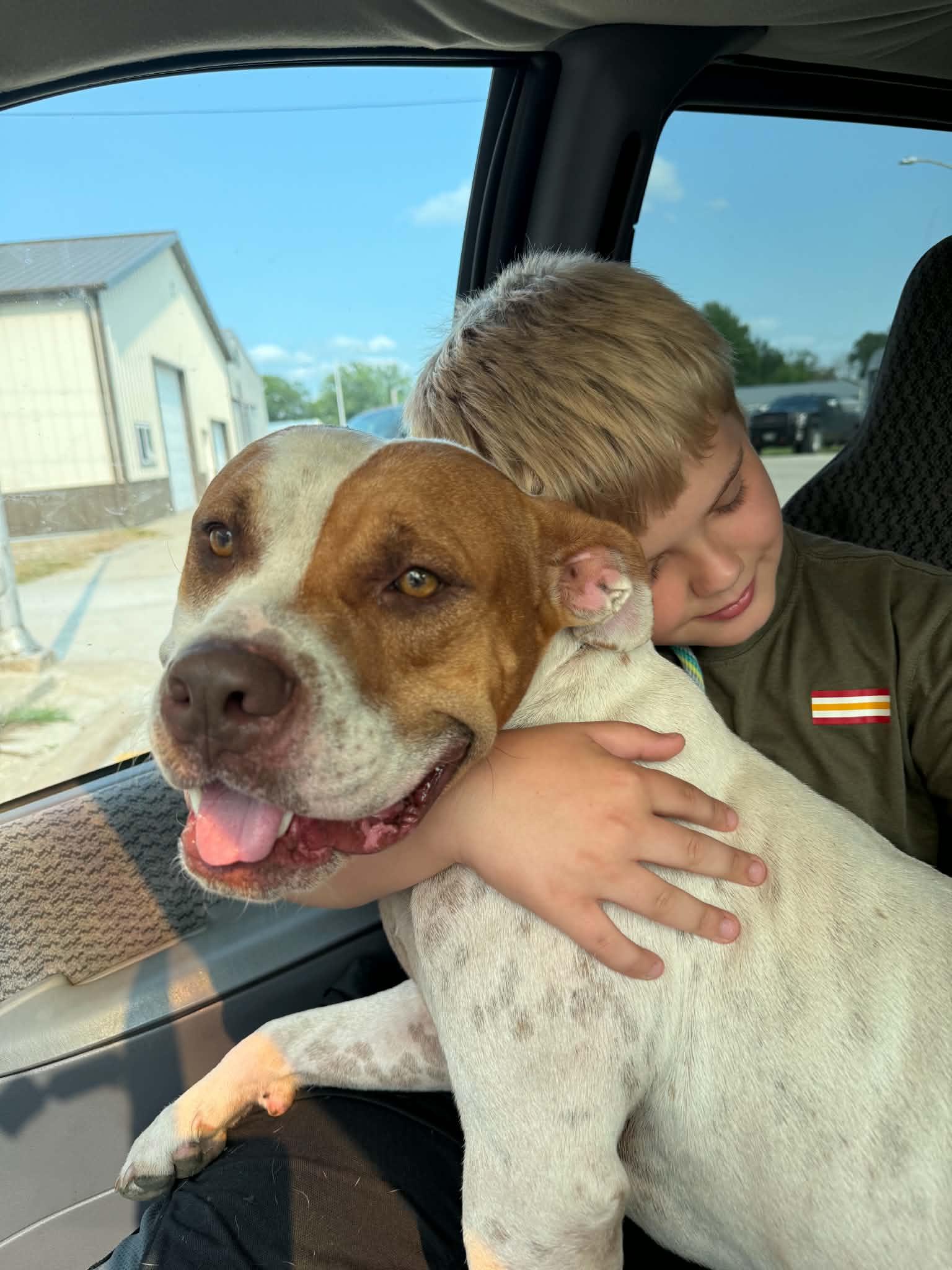 Benny, ADOPTABLE, Adult Male American Staffordshire Terrier & American Bully.
