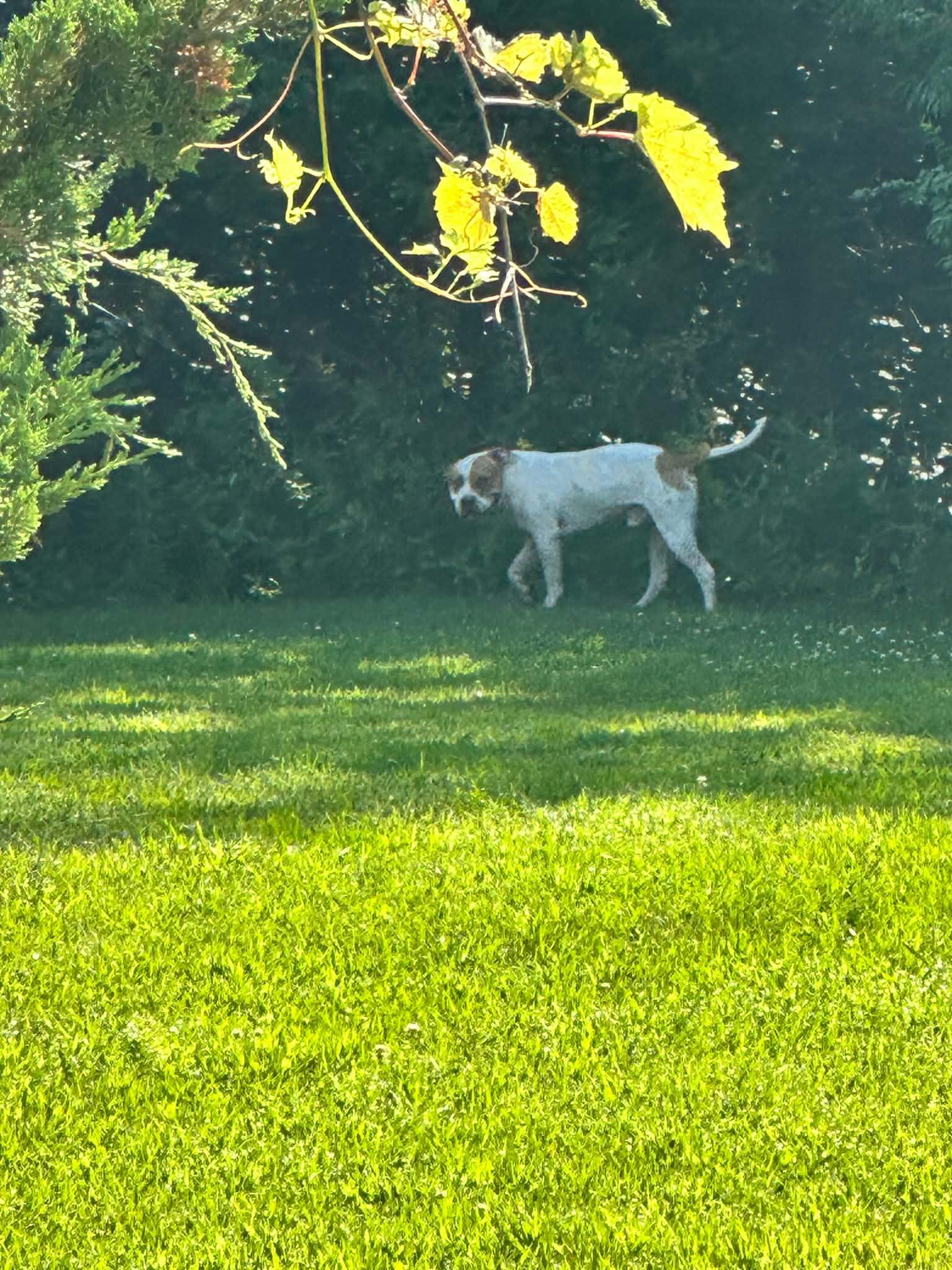 Benny, a ADOPTABLE mixed breed in Creston, IA image 2/2