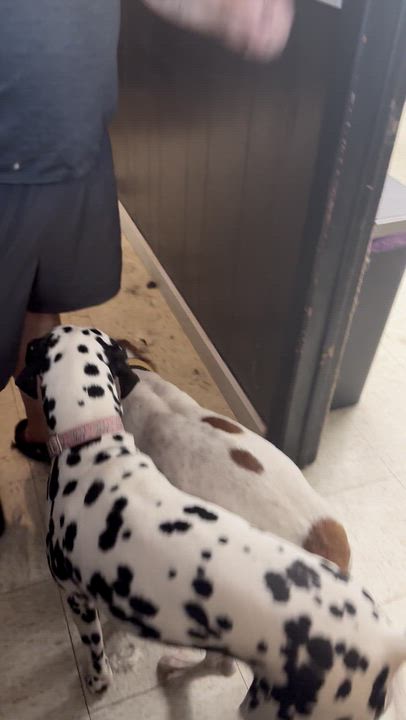 Enlarge Benny, a Adoptable mixed breed in Creston, IA video 2/3