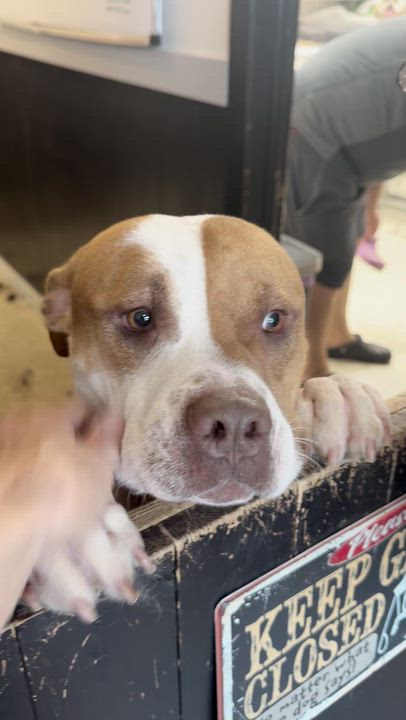 Enlarge Benny, a Adoptable mixed breed in Creston, IA video 3/3