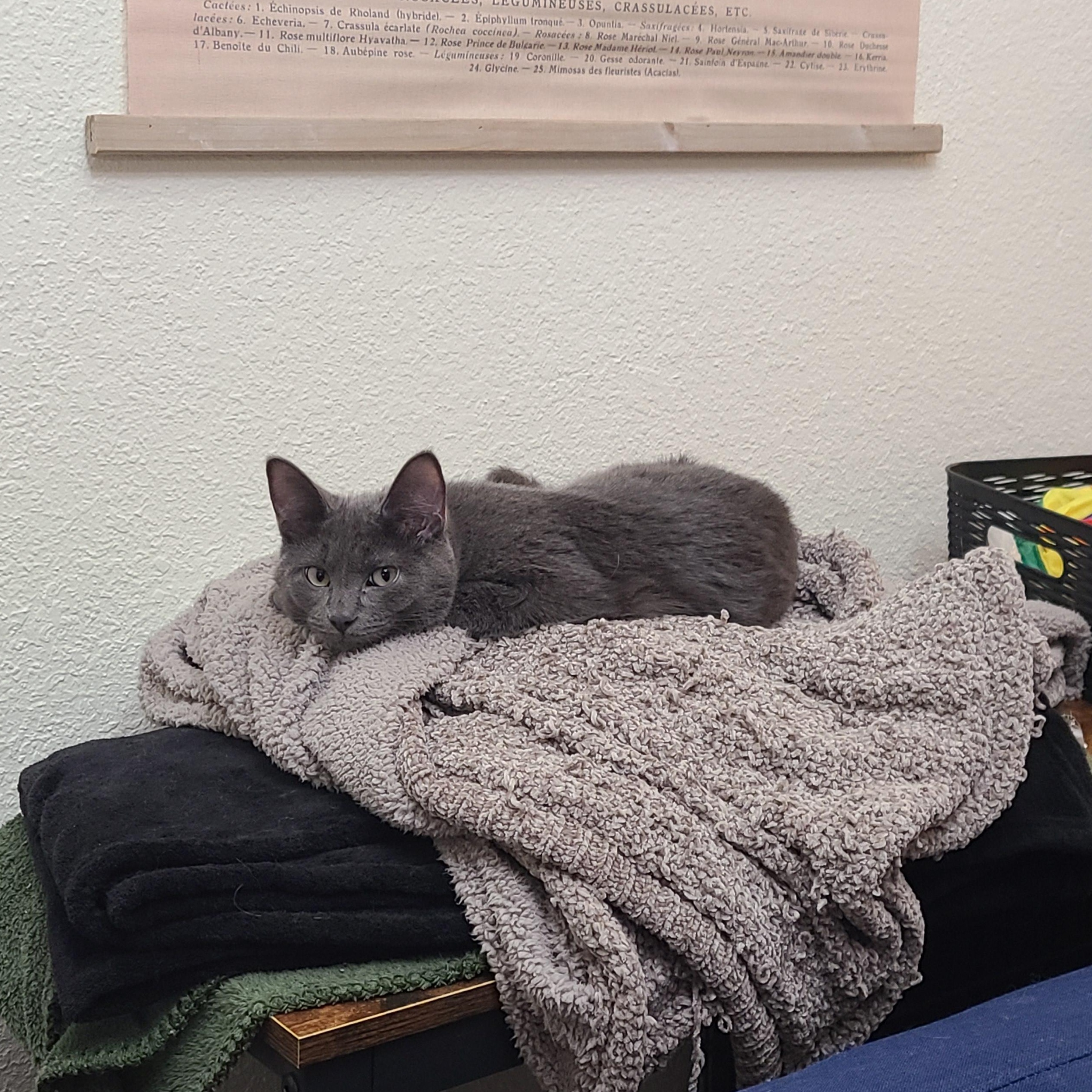 Enlarge Hocus Pocus, a Adoptable Domestic Short Hair in Milwaukee, WI image 4/6