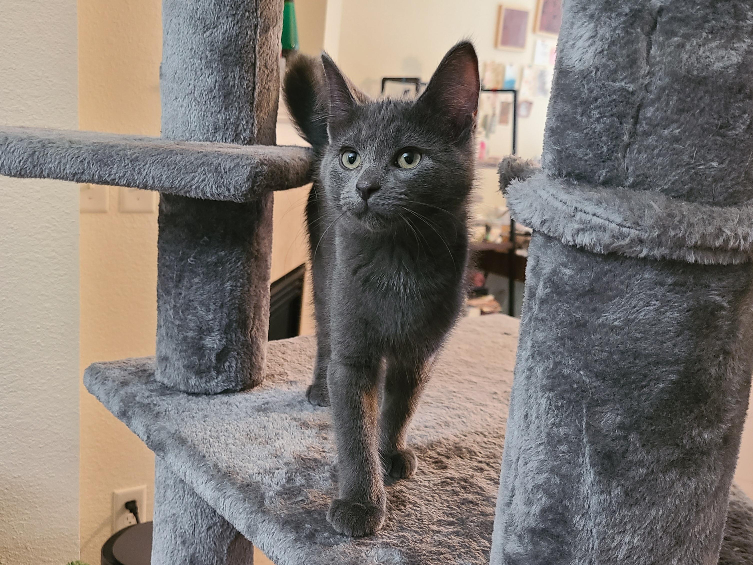 Hocus Pocus, a ADOPTABLE Domestic Short Hair in Milwaukee, WI image 4/6