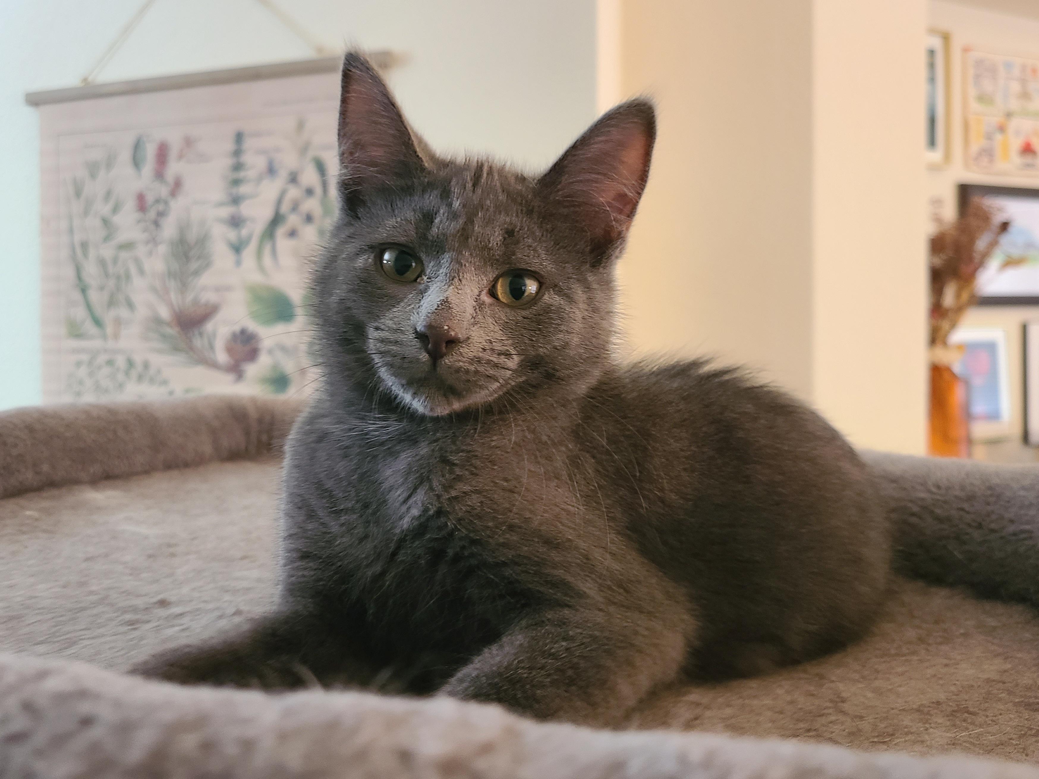 Hocus Pocus, a ADOPTABLE Domestic Short Hair in Milwaukee, WI image 2/6