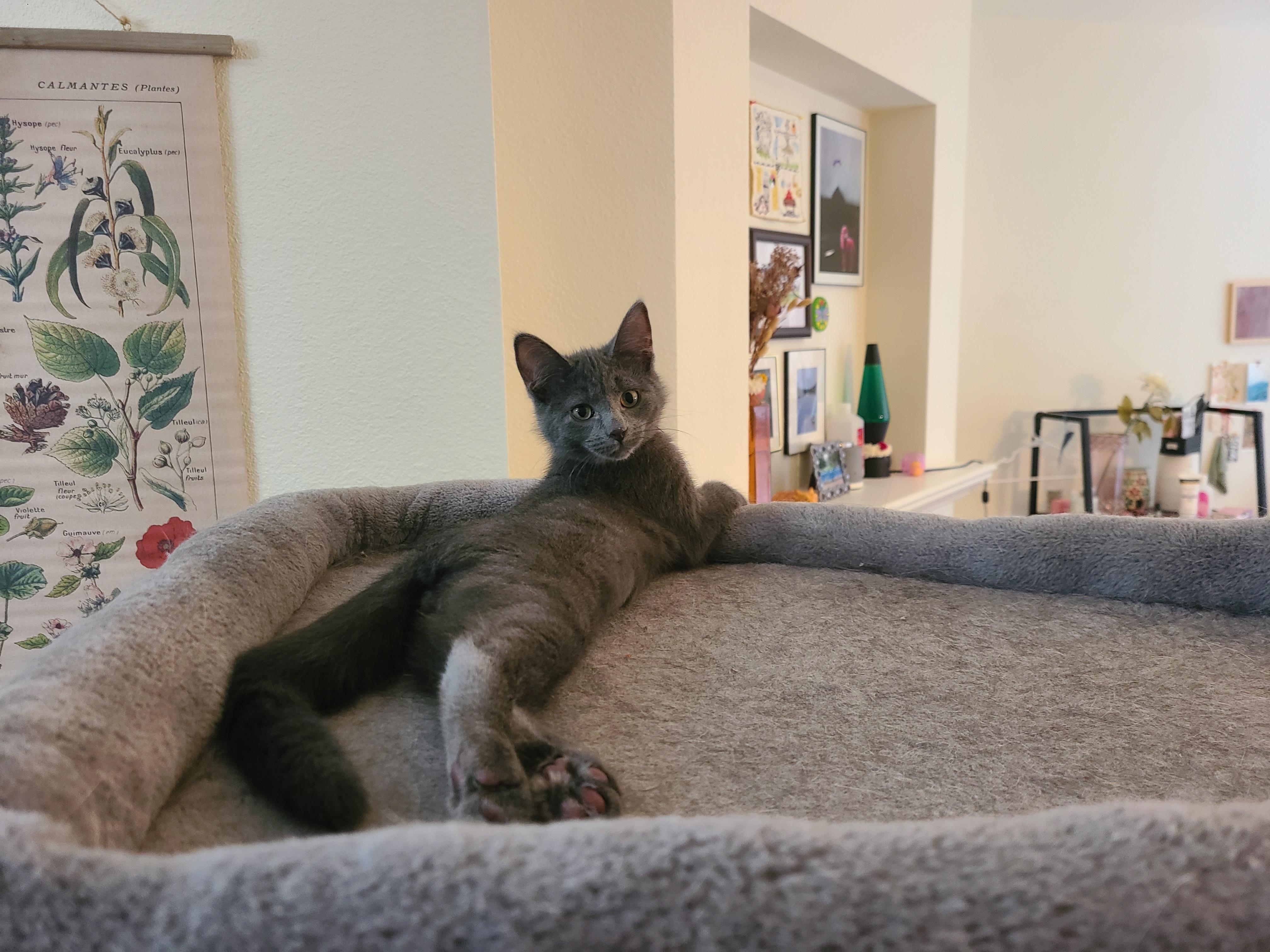 Hocus Pocus, a ADOPTABLE Domestic Short Hair in Milwaukee, WI image 3/6