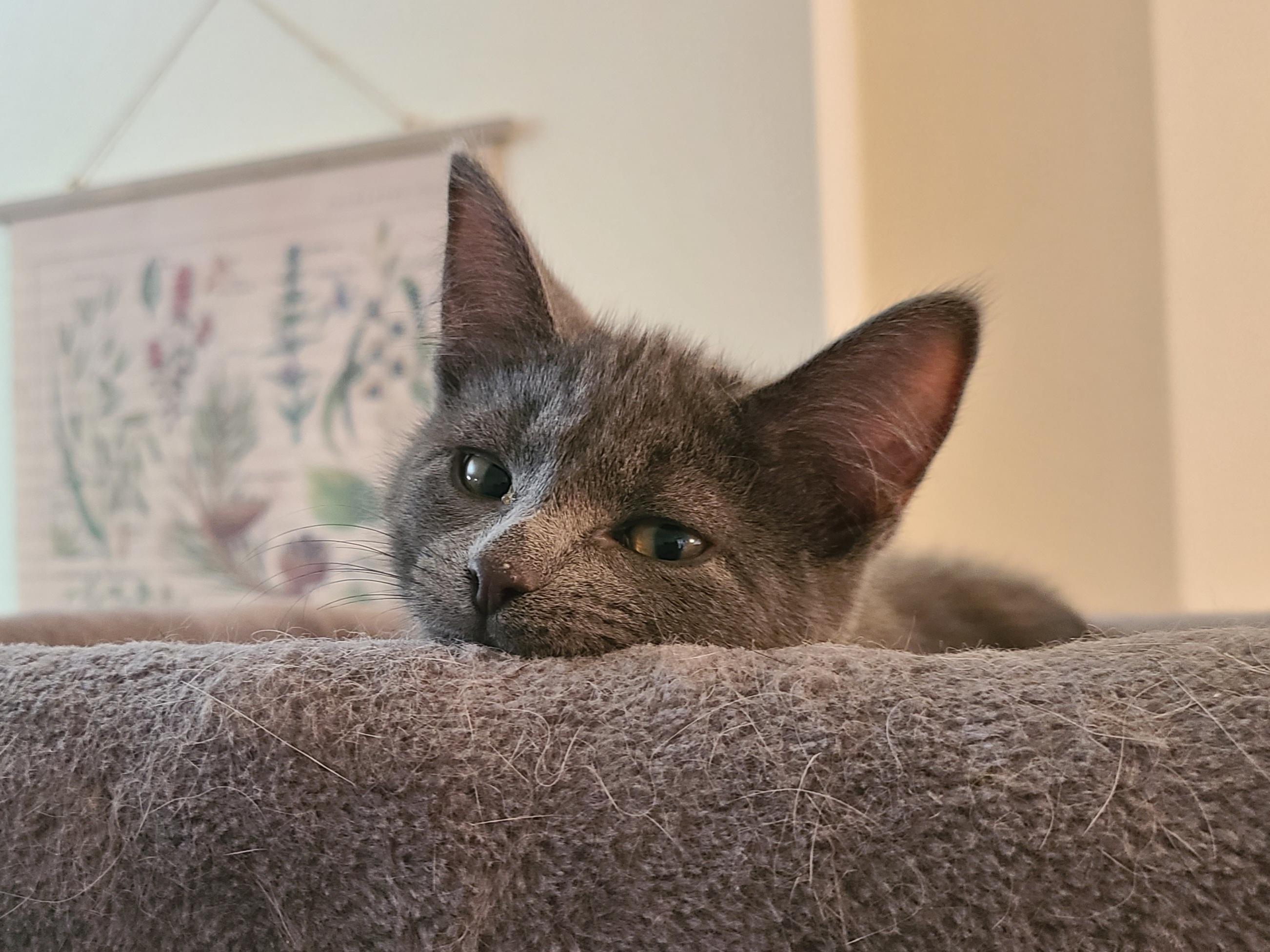 Hocus Pocus, a ADOPTABLE Domestic Short Hair in Milwaukee, WI image 6/6