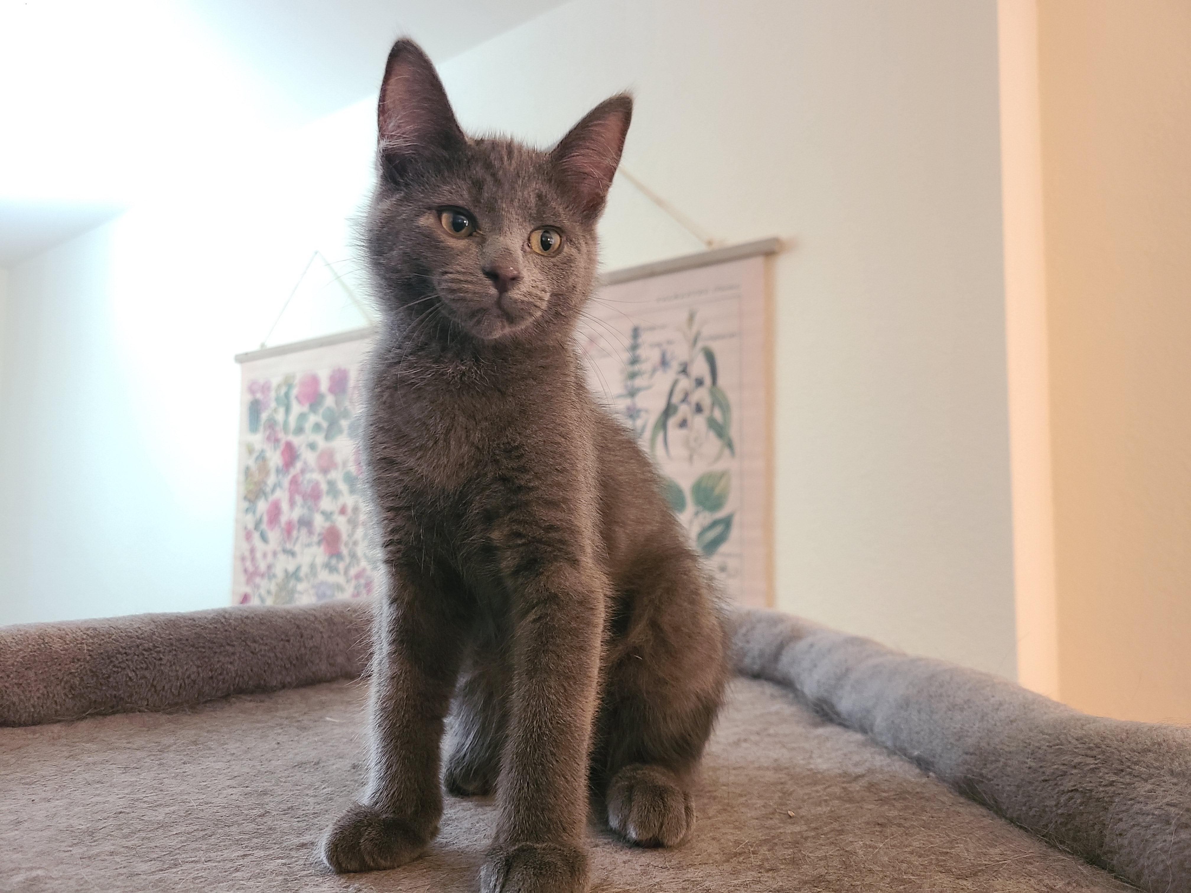 Hocus Pocus, a ADOPTABLE Domestic Short Hair in Milwaukee, WI image 5/6