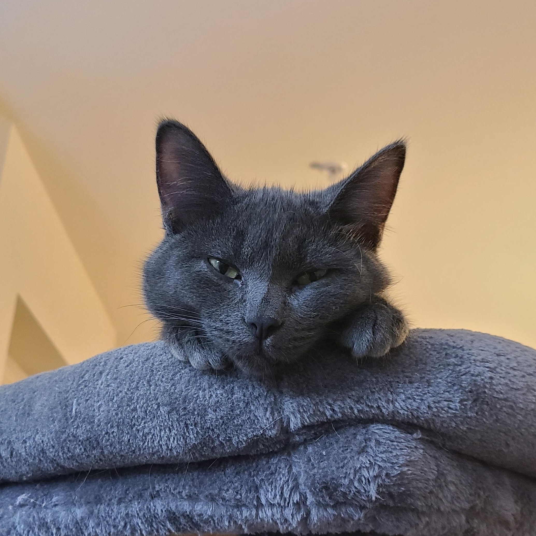 Enlarge Hocus Pocus, a Adoptable Domestic Short Hair in Milwaukee, WI image 3/6
