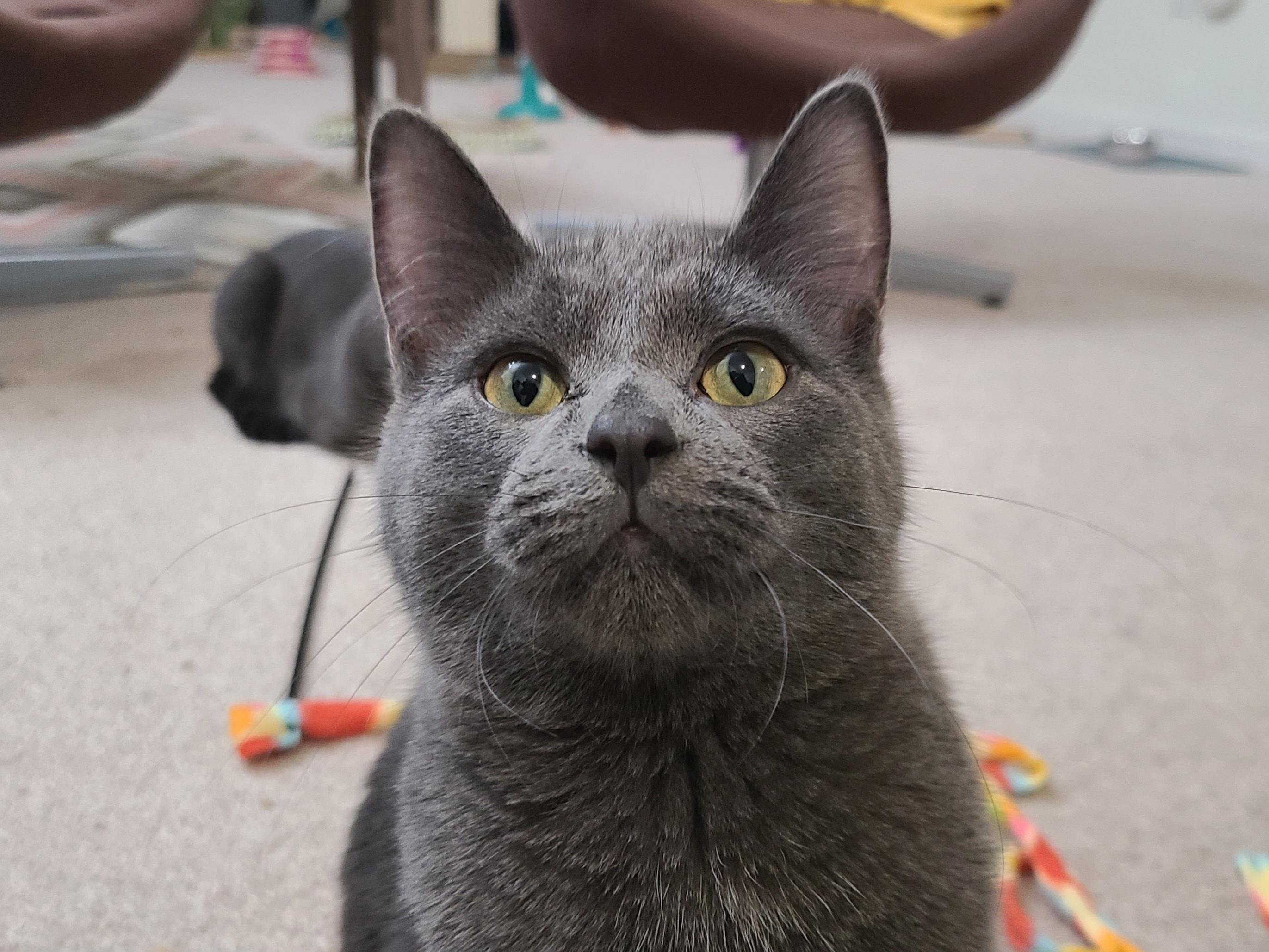 Enlarge Hocus Pocus, a Adoptable Domestic Short Hair in Milwaukee, WI image 2/6