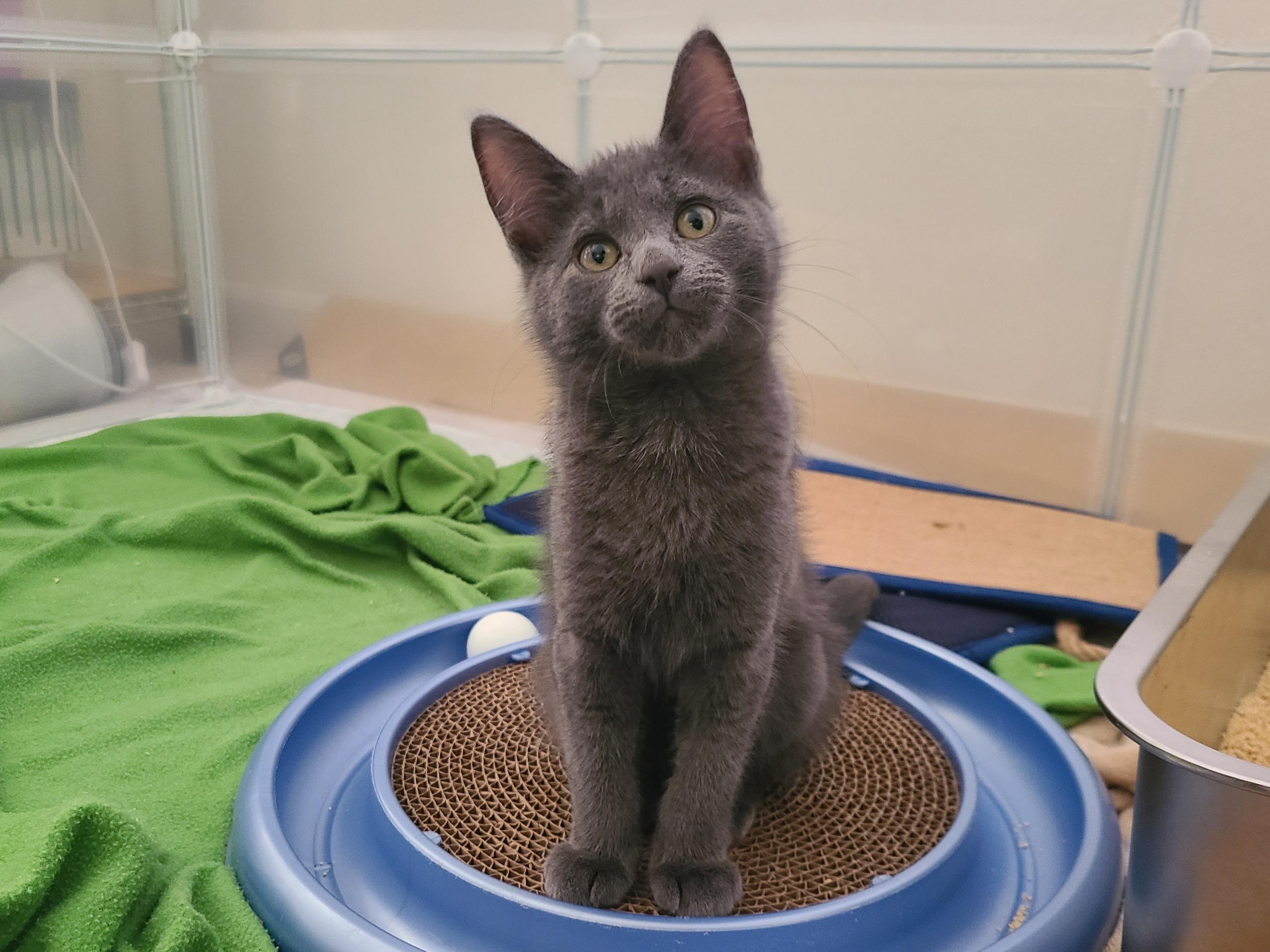 Hocus Pocus, a ADOPTABLE Domestic Short Hair in Milwaukee, WI image 1/6