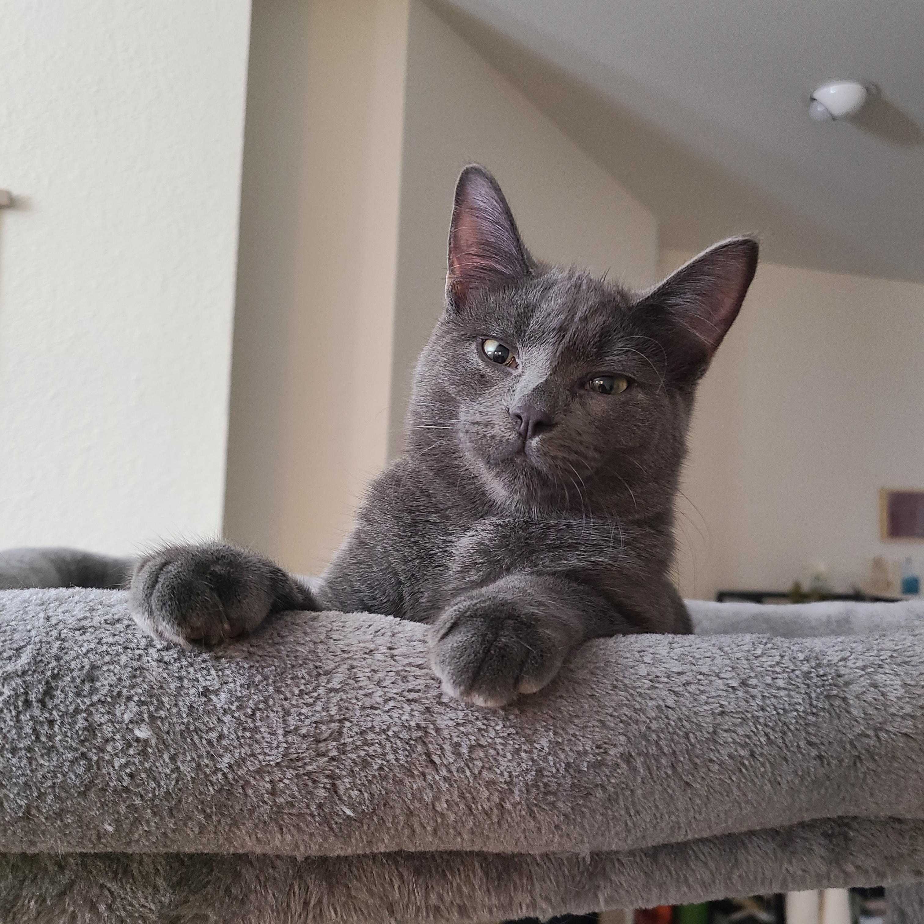 Enlarge Hocus Pocus, a Adoptable Domestic Short Hair in Milwaukee, WI image 5/6