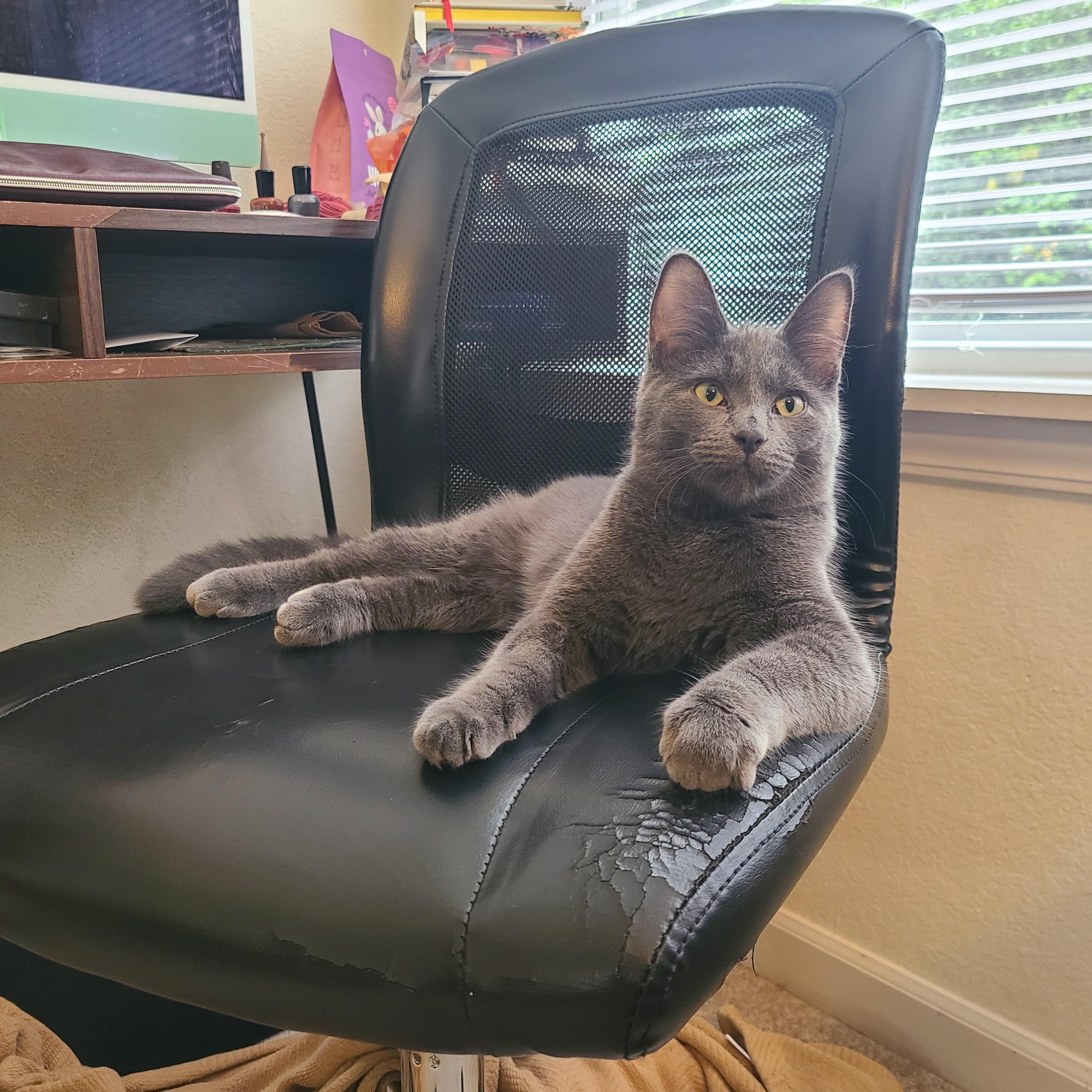 Hocus Pocus, Adoptable, Kitten Male Domestic Short Hair.