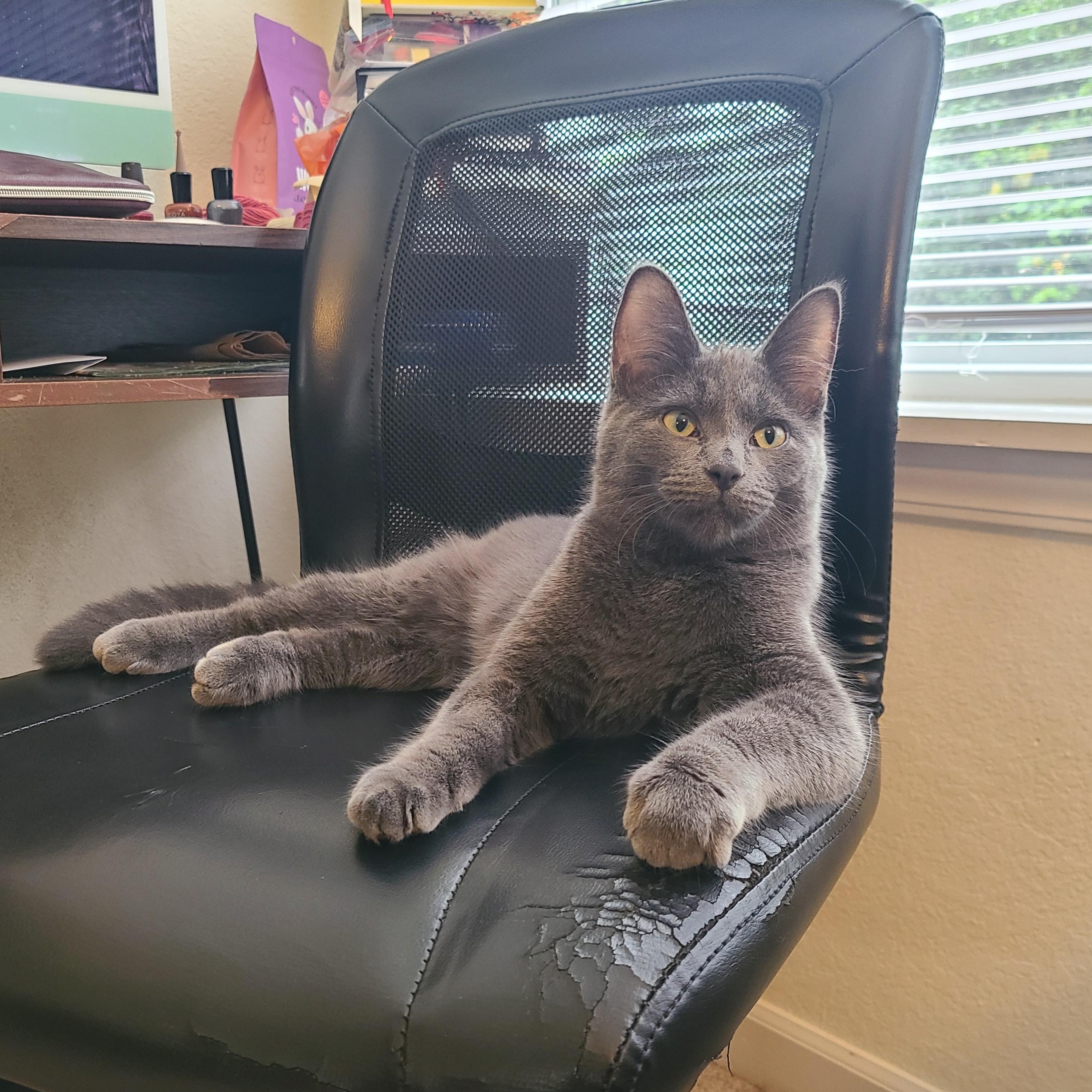 Enlarge Hocus Pocus, a Adoptable Domestic Short Hair in Milwaukee, WI image 1/6