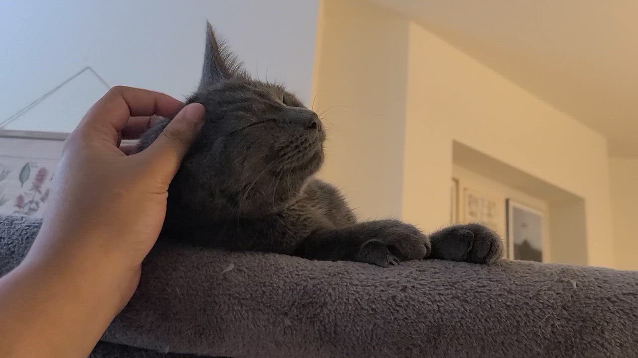 Enlarge Hocus Pocus, a Adoptable Domestic Short Hair in Milwaukee, WI video 6/6