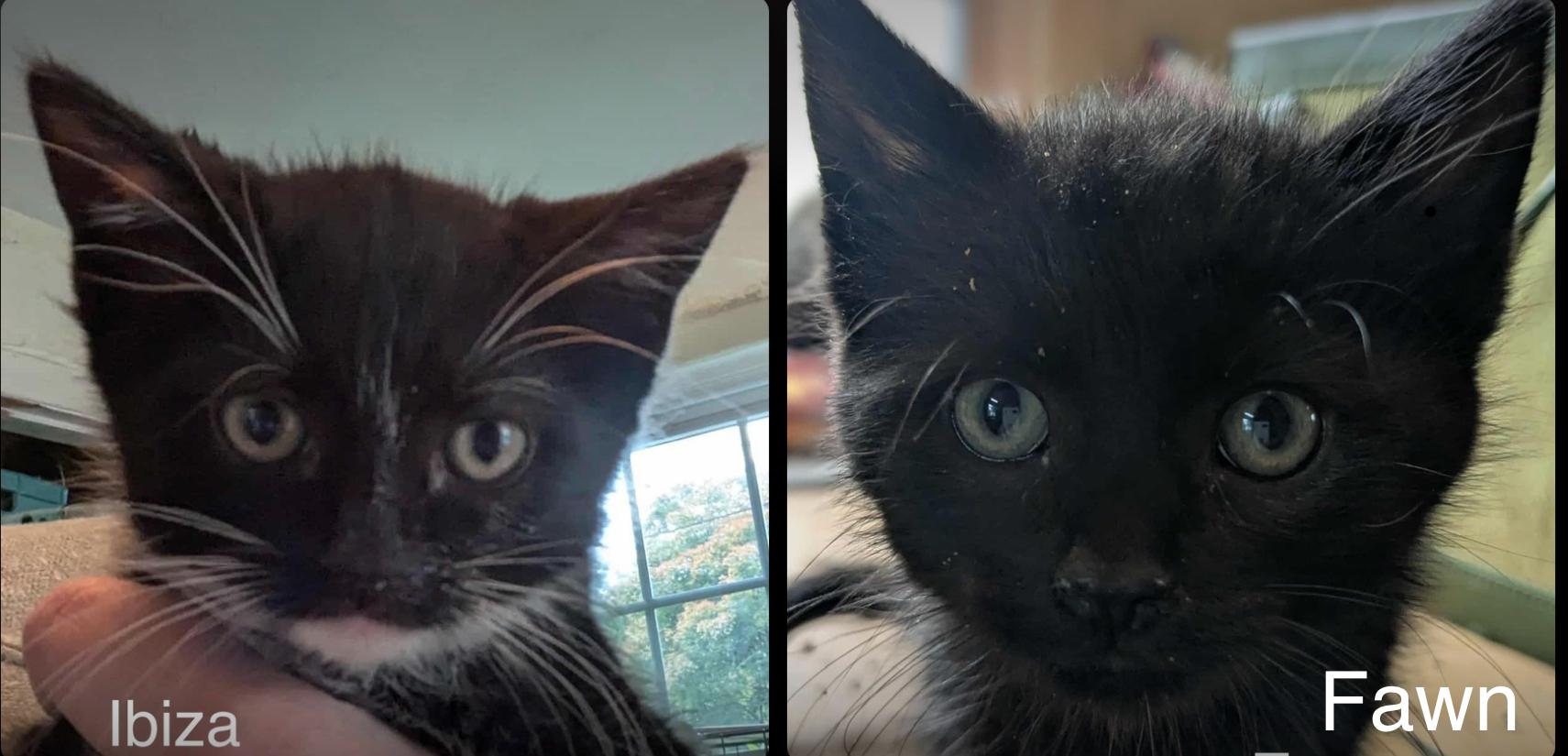 Fisher, Mykonos, Capri, Ibiza & Fawn, a Adoptable Domestic Short Hair in Manchester, CT image 4/4