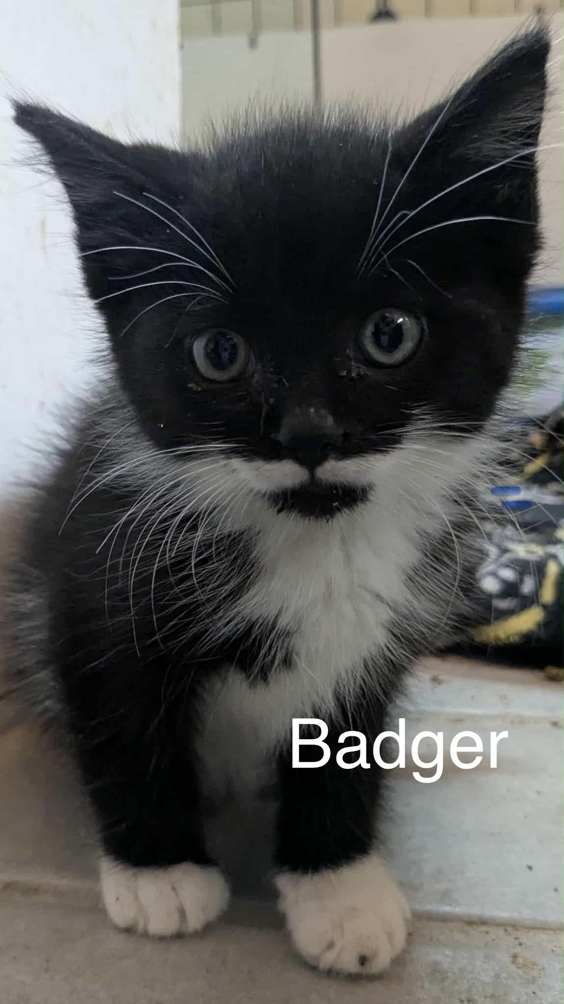 Badger, Fisher, Lynx, Mykonos, Capri, Ibiza & Fawn