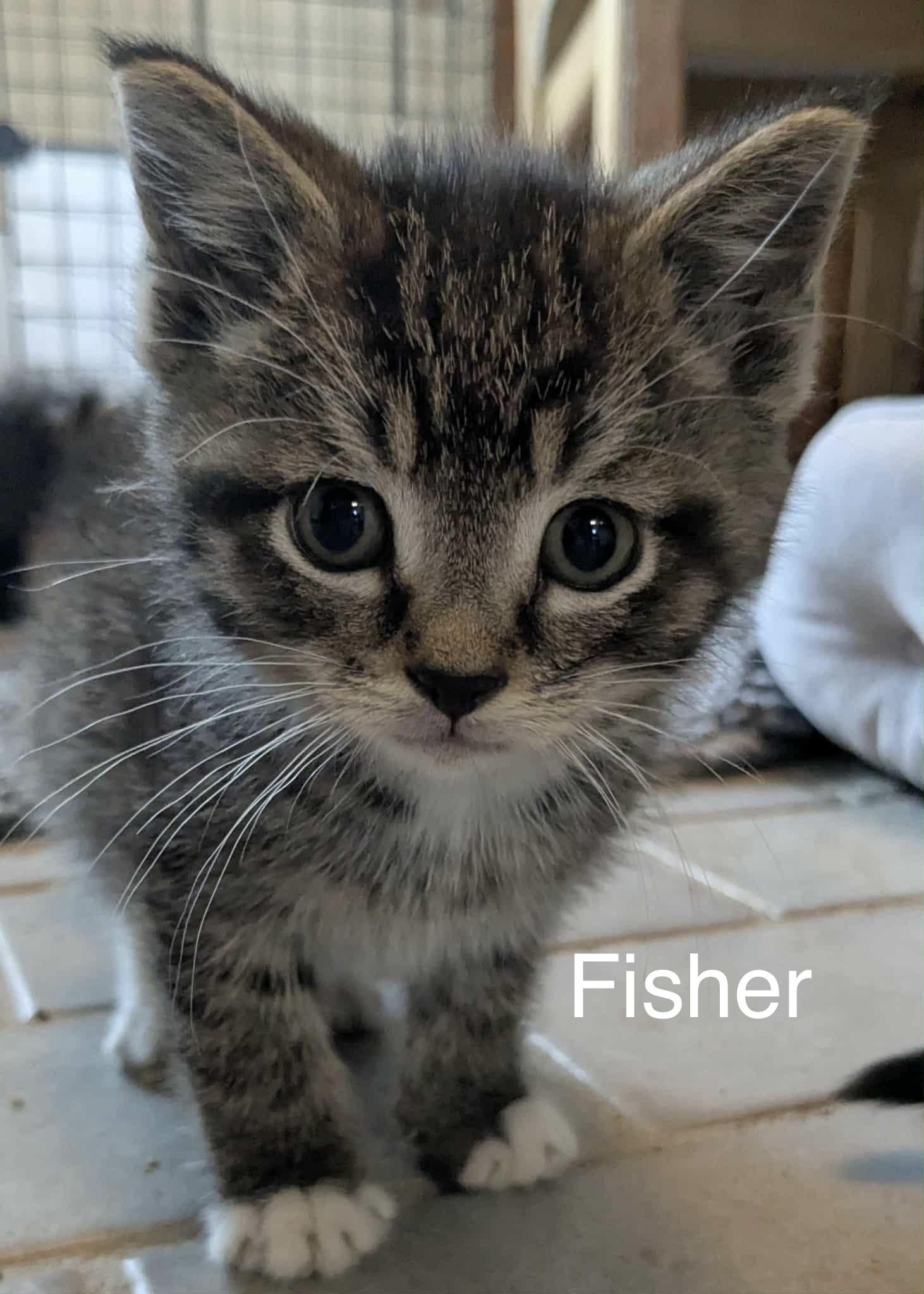 Fisher, Mykonos, Capri, Ibiza & Fawn, a Adoptable Domestic Short Hair in Manchester, CT image 2/4