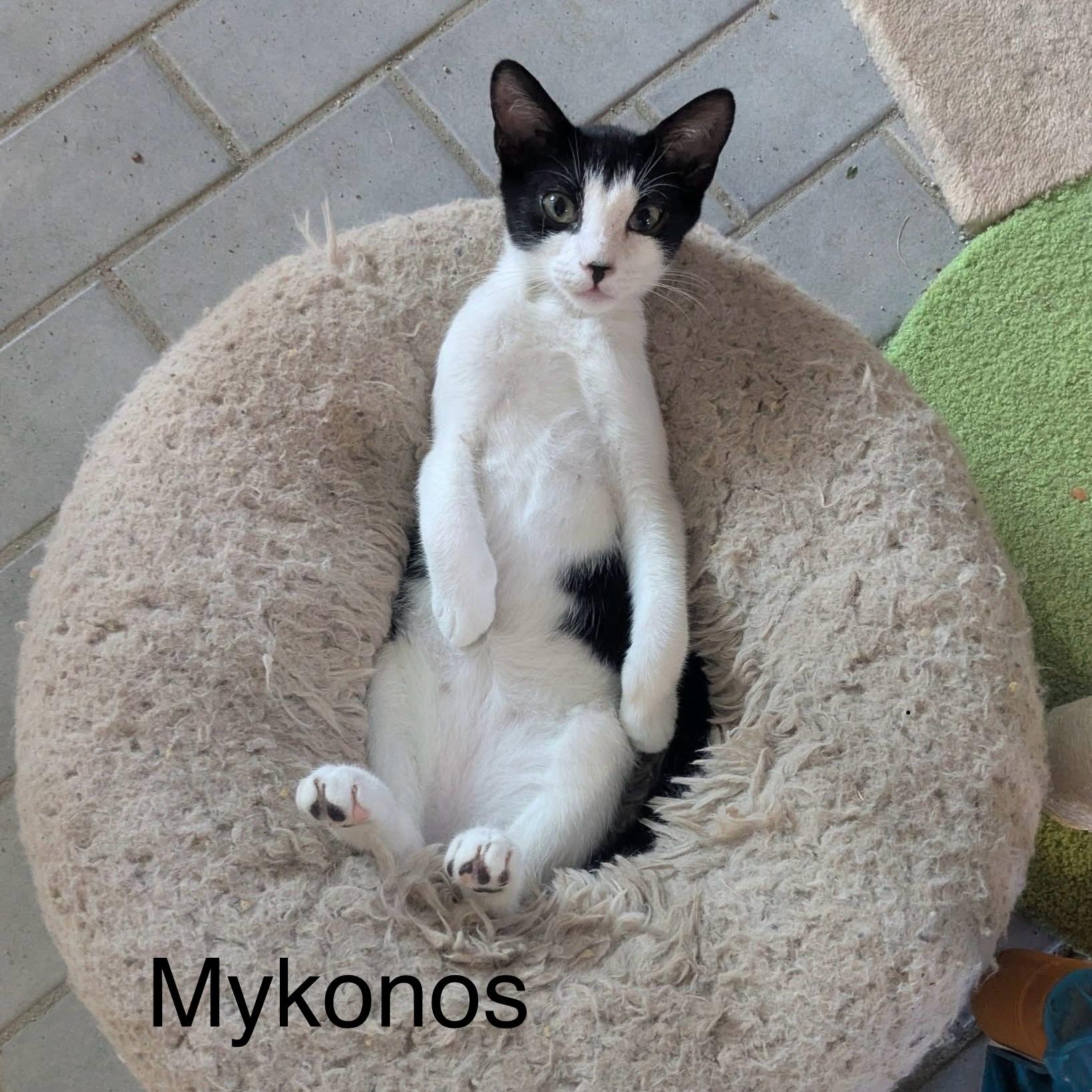 Fisher, Mykonos, Capri, Ibiza & Fawn, a Adoptable Domestic Short Hair in Manchester, CT image 1/4