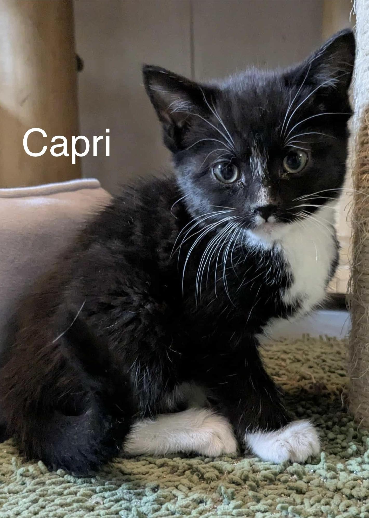 Fisher, Mykonos, Capri, Ibiza & Fawn, a Adoptable Domestic Short Hair in Manchester, CT image 3/4