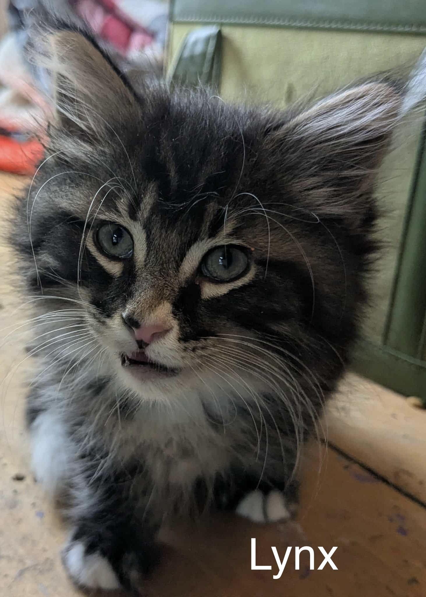 Badger, Fisher, Lynx, Mykonos, Capri, Ibiza & Fawn