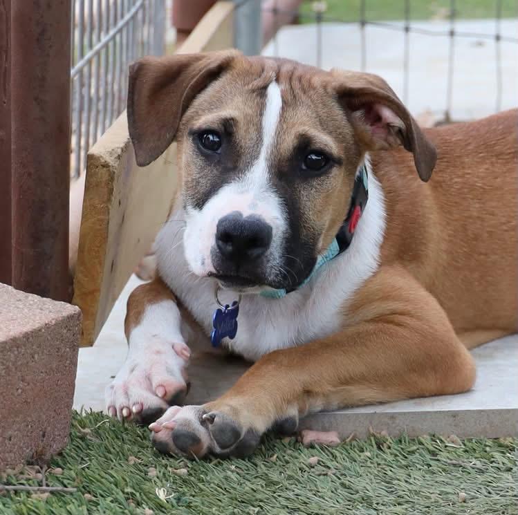 Rigby, Adopted, Young Male Hound.
