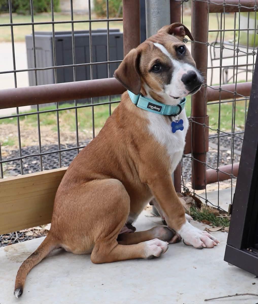 Enlarge Rigby, a Adopted mixed breed in Southlake, TX image 2/6