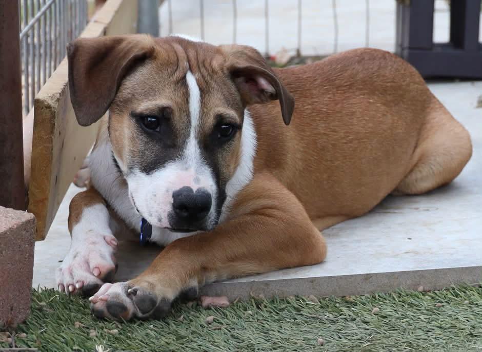 Enlarge Rigby, a Adopted mixed breed in Southlake, TX image 3/6