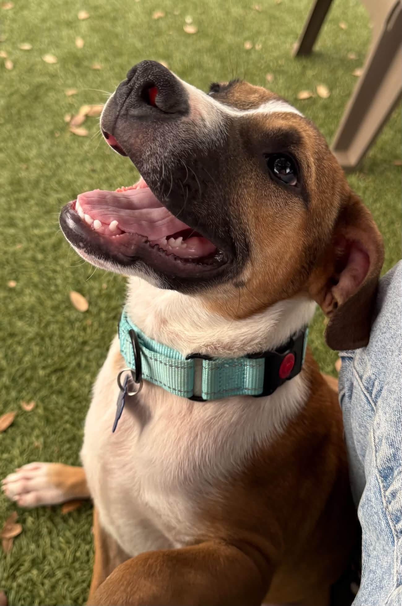 Enlarge Rigby, a Adopted mixed breed in Southlake, TX image 5/6