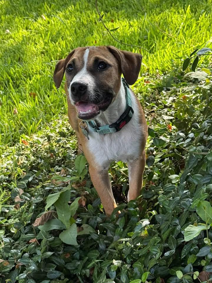 Enlarge Rigby, a Adopted mixed breed in Southlake, TX image 6/6
