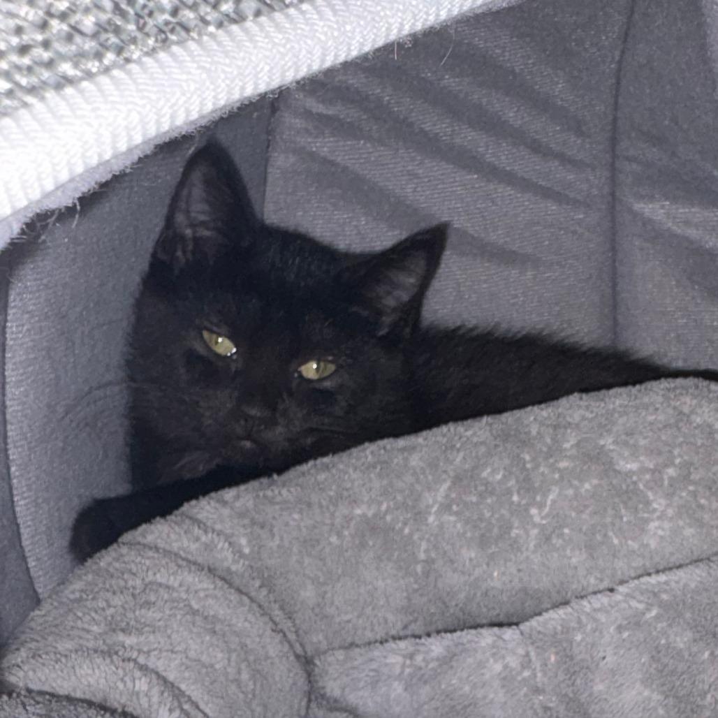 Frankie, Adoptable, Kitten Male Domestic Short Hair.
