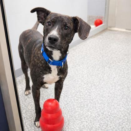 Pete, Adoptable, Adult Male Hound & Mixed Breed.