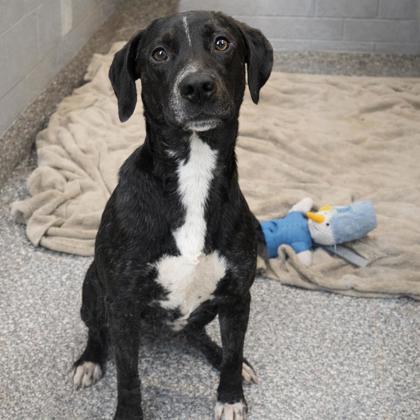 Enlarge Pete, a Adoptable mixed breed in Voorhees, NJ image 2/3