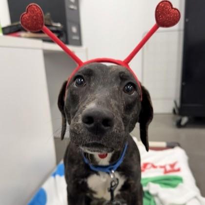 Enlarge Pete, a Adoptable mixed breed in Voorhees, NJ image 3/3