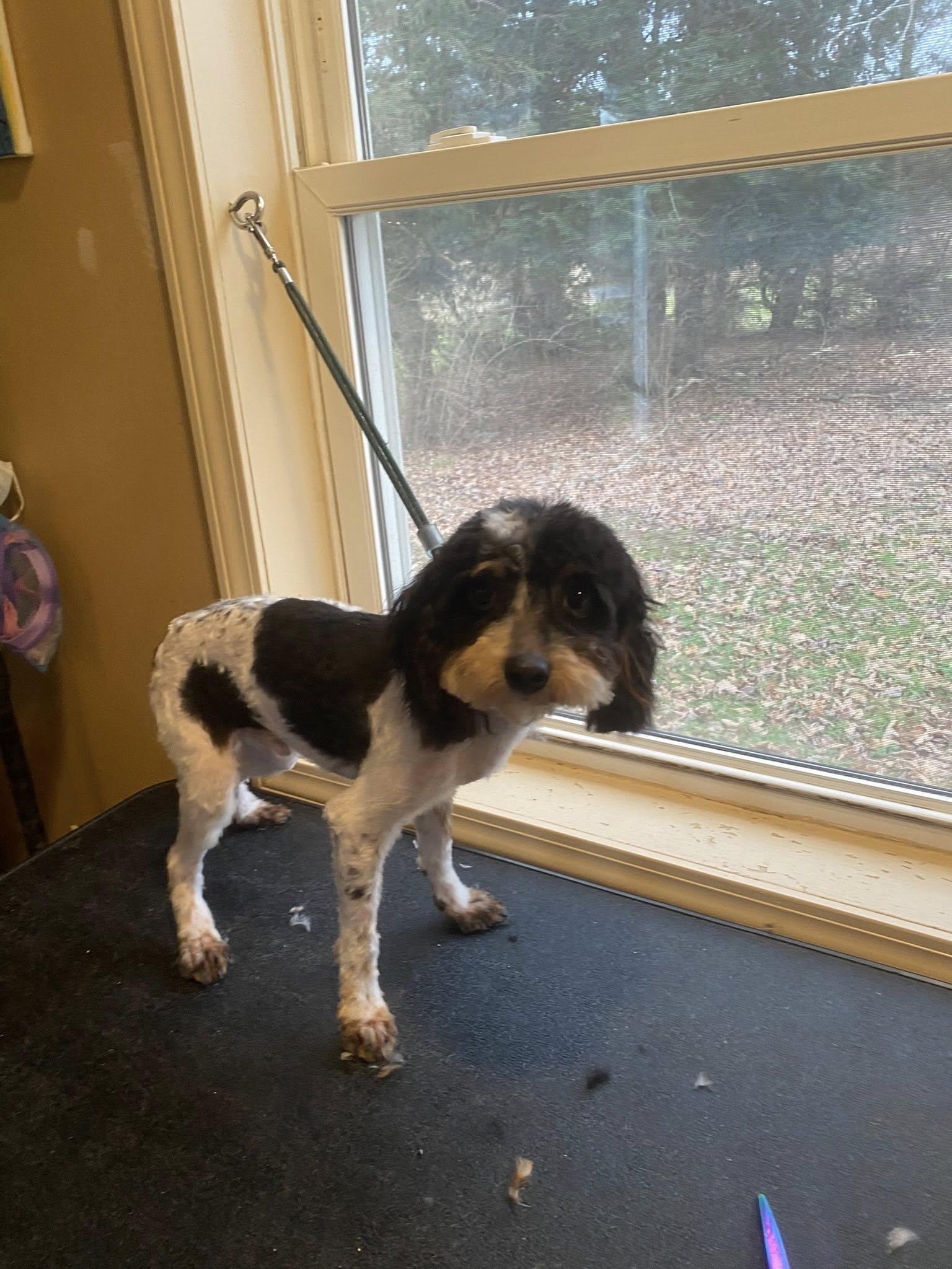 Peppermint Twist (PT), Adoptable, Young Male Poodle (Toy).