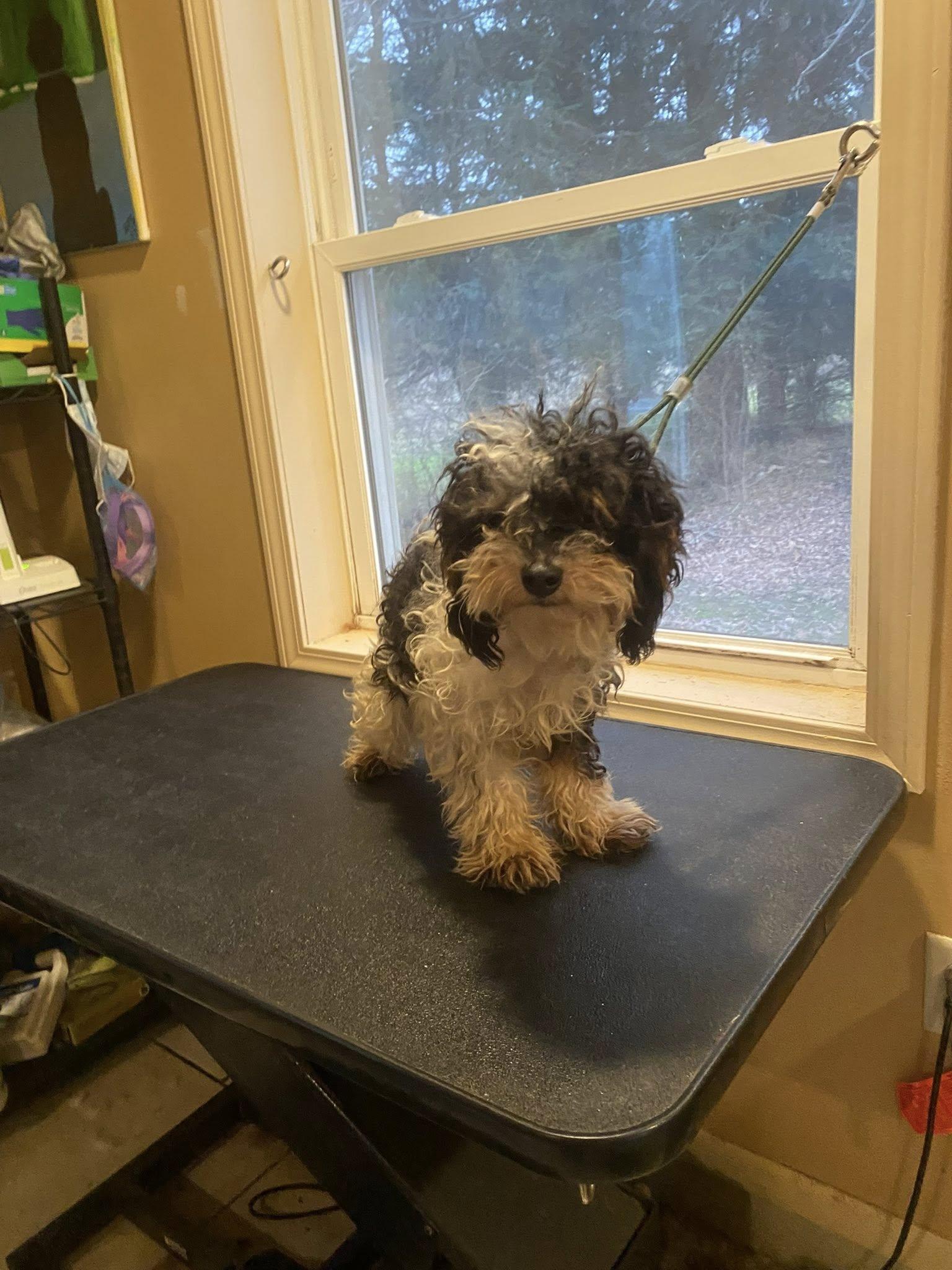 Enlarge Peppermint Twist (PT), a Adoptable mixed breed in Fulton, NY image 2/6