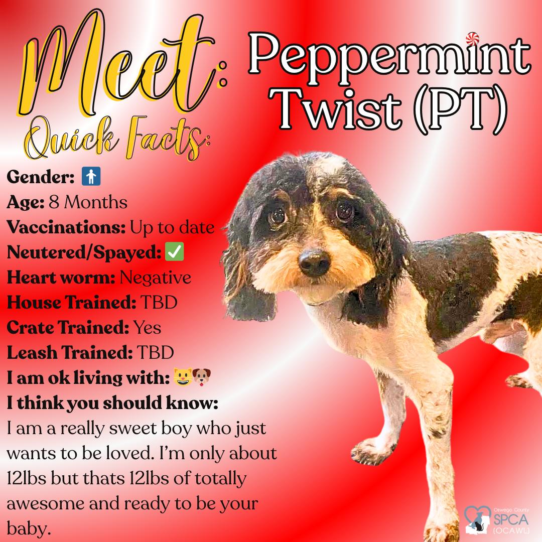 Peppermint Twist (PT), Adoptable, Young Male Poodle (Toy).