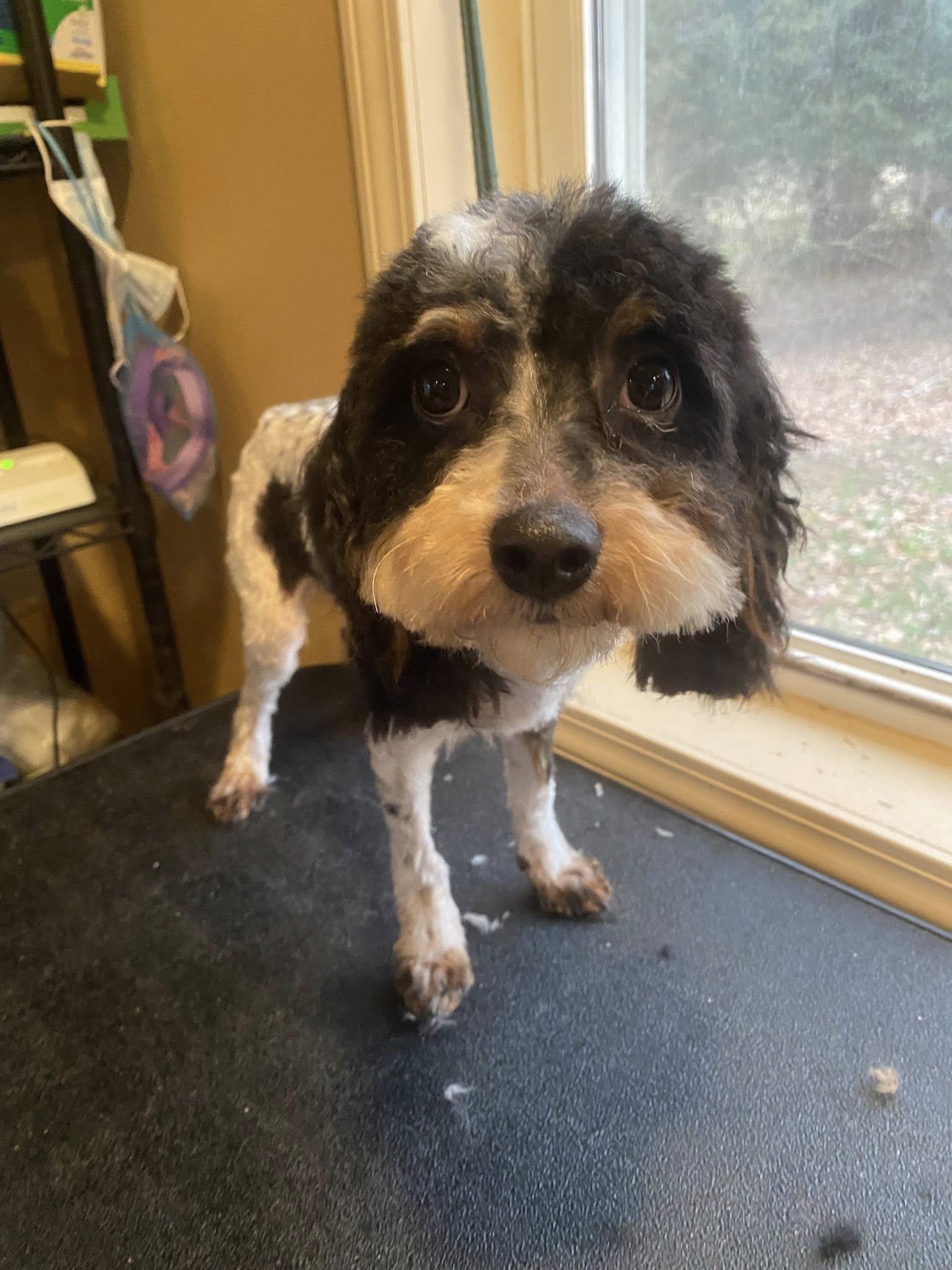 Enlarge Peppermint Twist (PT), a Adoptable mixed breed in Fulton, NY image 4/6