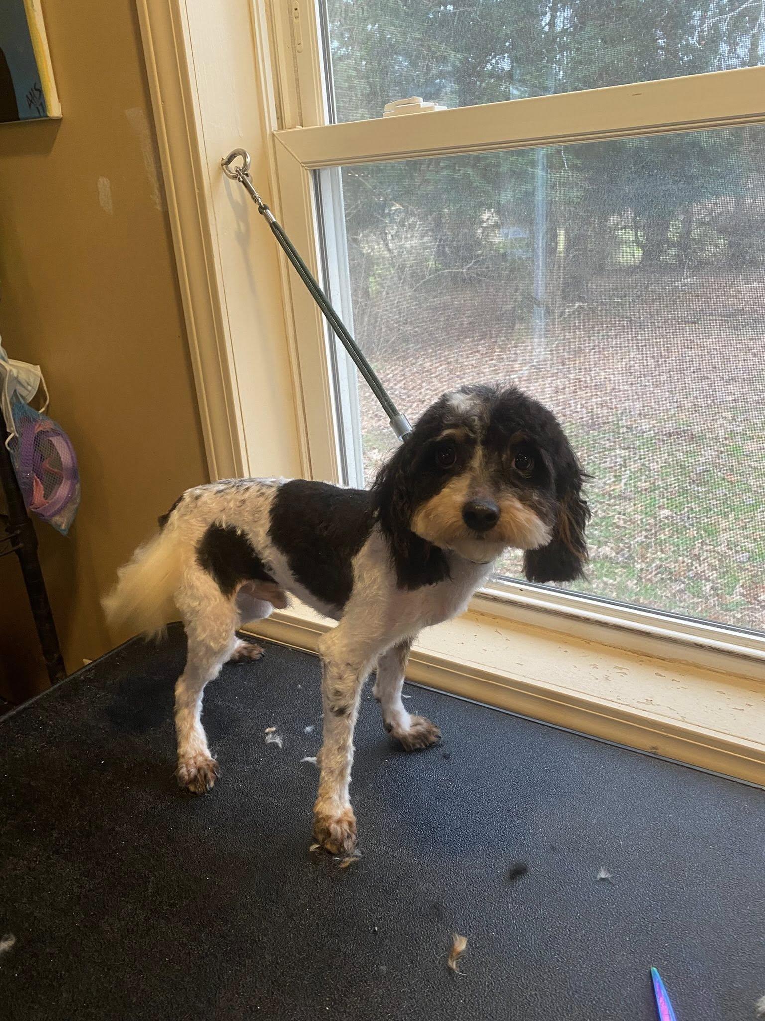 Enlarge Peppermint Twist (PT), a Adoptable mixed breed in Fulton, NY image 5/6