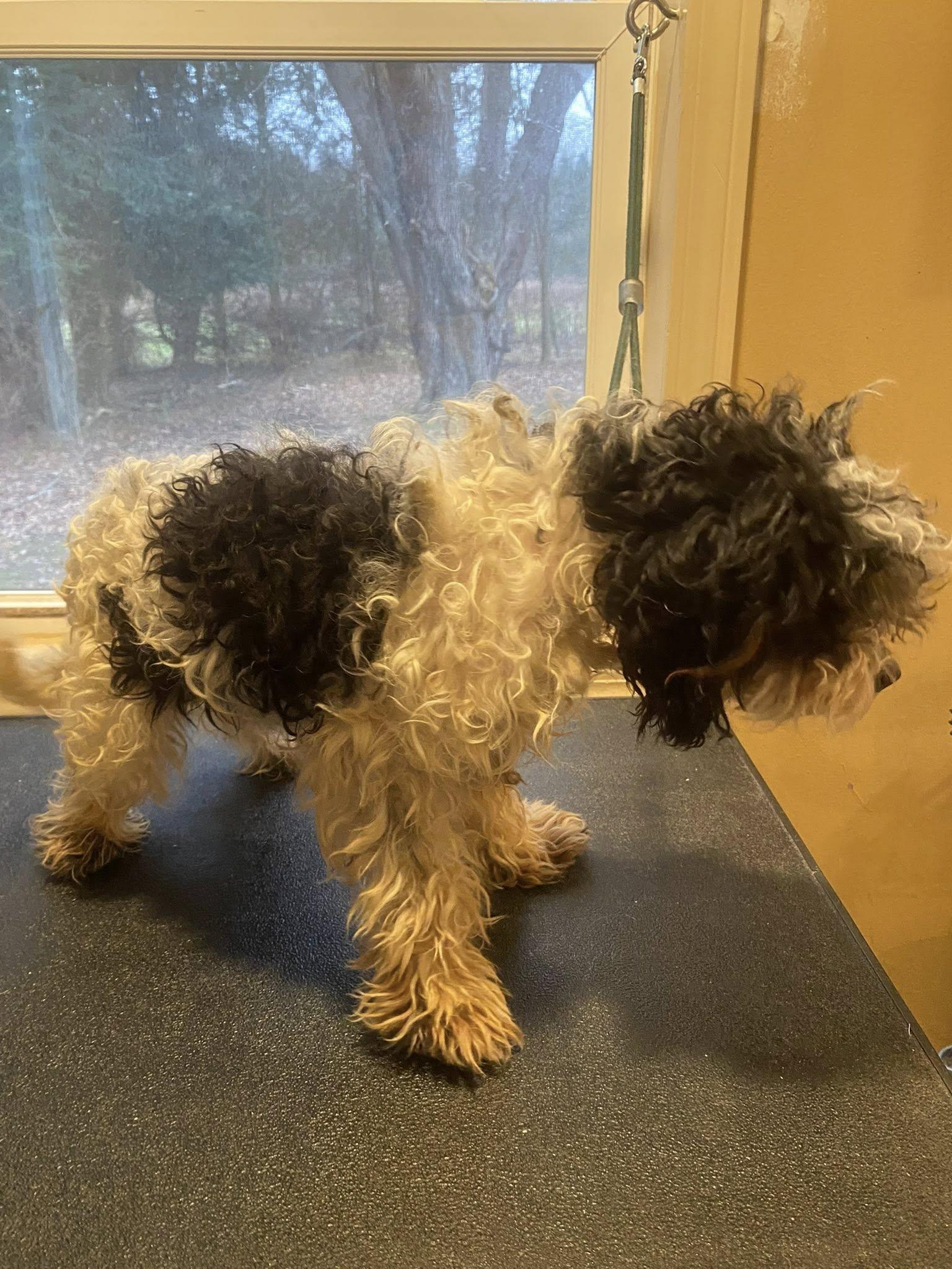 Enlarge Peppermint Twist (PT), a Adoptable mixed breed in Fulton, NY image 6/6