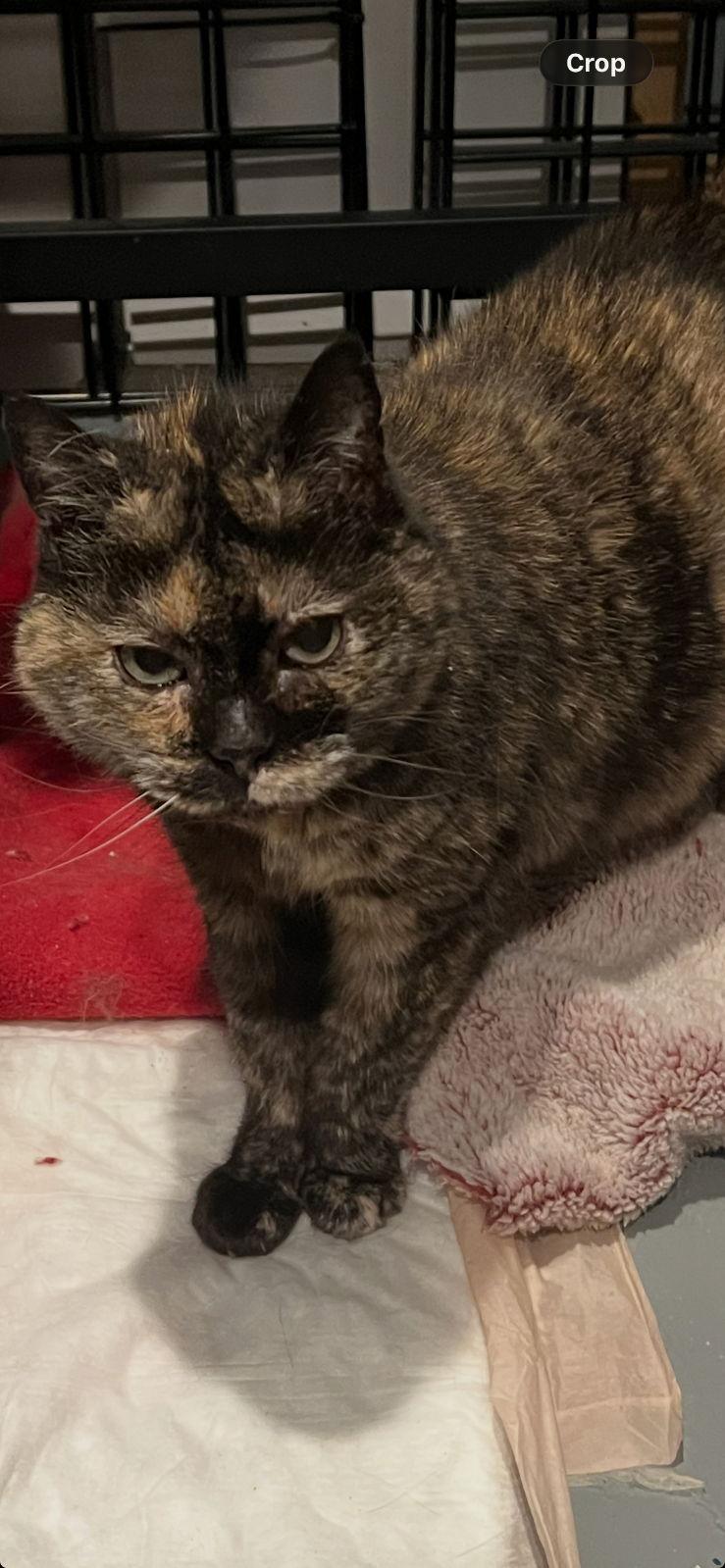 Enlarge Lucy, a Adoptable Domestic Short Hair in Paradise, CA image 1/1