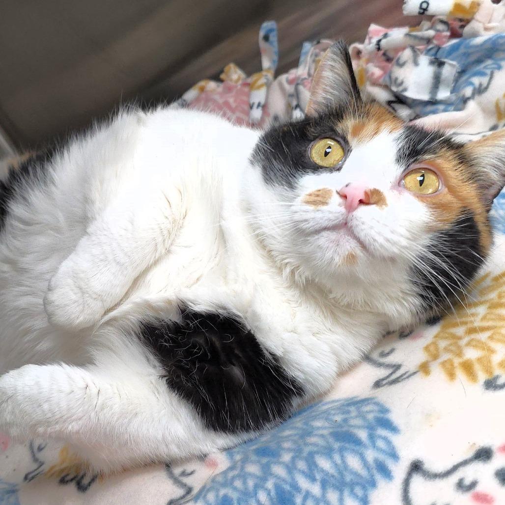 Pixie, Adoptable, Adult Female Domestic Short Hair.