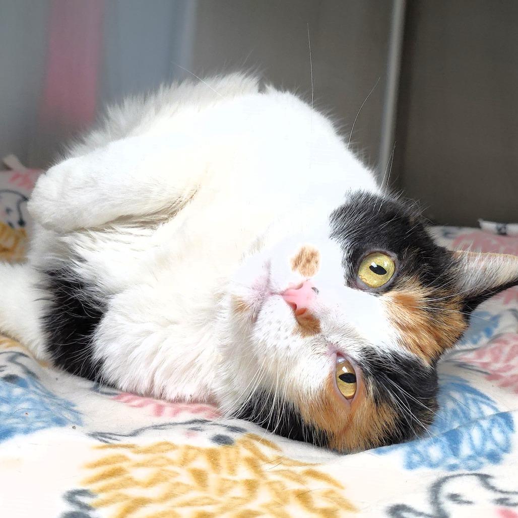 Pixie, a Adoptable Domestic Short Hair in Michigan City, IN image 3/6