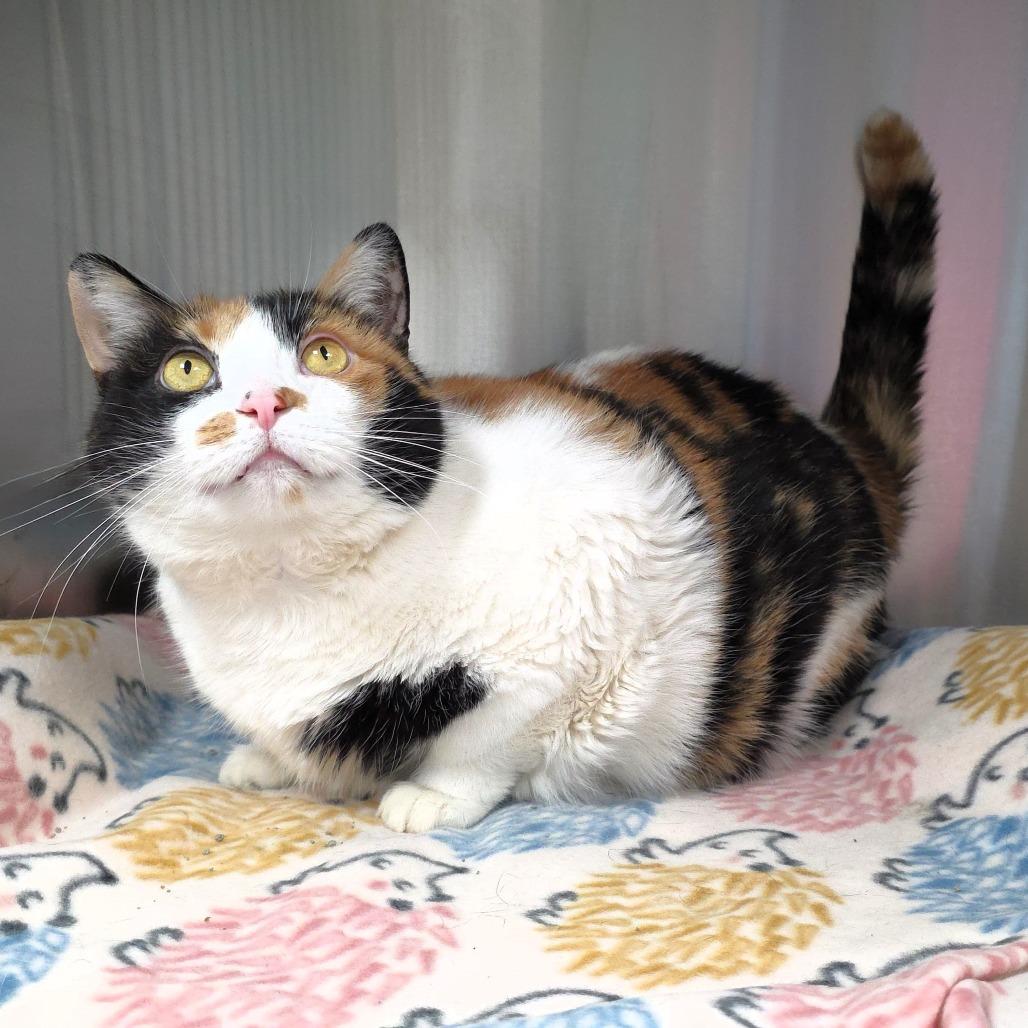 Pixie, a Adoptable Domestic Short Hair in Michigan City, IN image 5/6