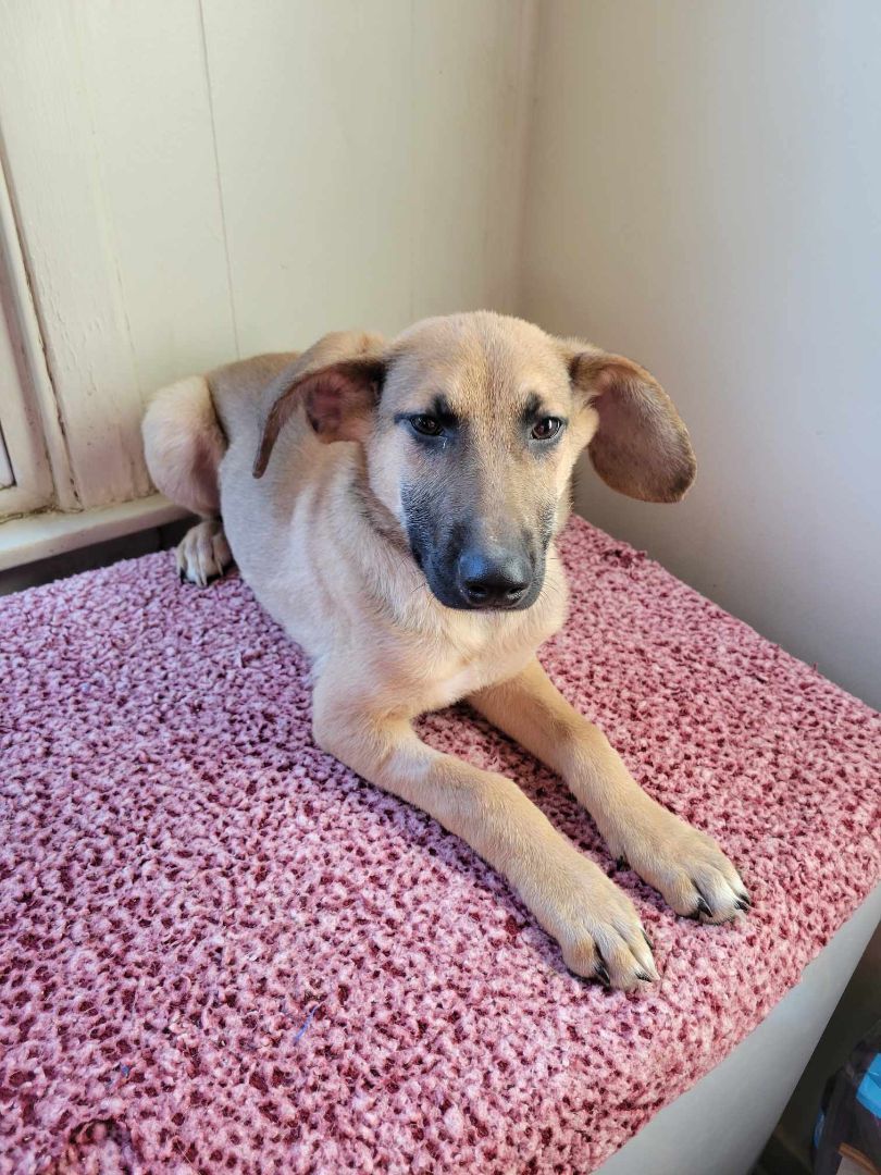 Enlarge Dobby/ echo, a Adopted mixed breed in Cincinnati, OH image 1/4