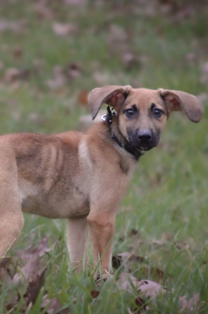 Enlarge Dobby/ echo, a Adopted mixed breed in Cincinnati, OH image 2/4