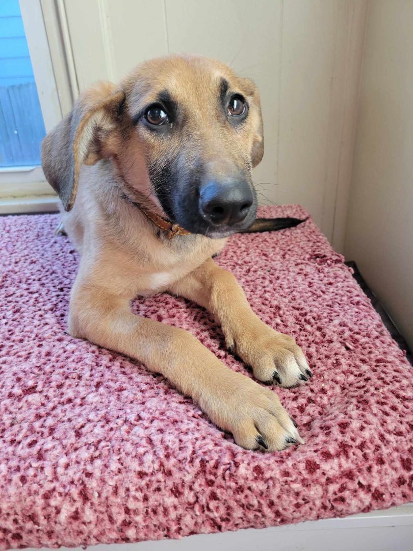 Enlarge Dobby/ echo, a Adopted mixed breed in Cincinnati, OH image 3/4