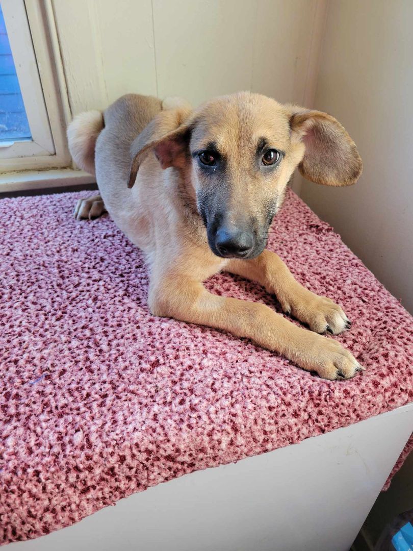 Enlarge Dobby/ echo, a Adopted mixed breed in Cincinnati, OH image 4/4