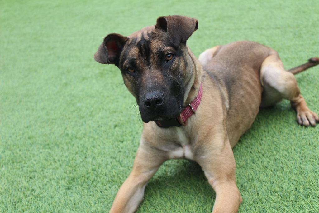 Enlarge Sage, a ADOPTABLE mixed breed in Chestertown, MD image 1/4