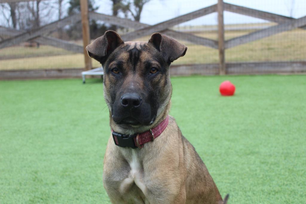 Sage, ADOPTABLE, Adult Female Black Mouth Cur & Mixed Breed.